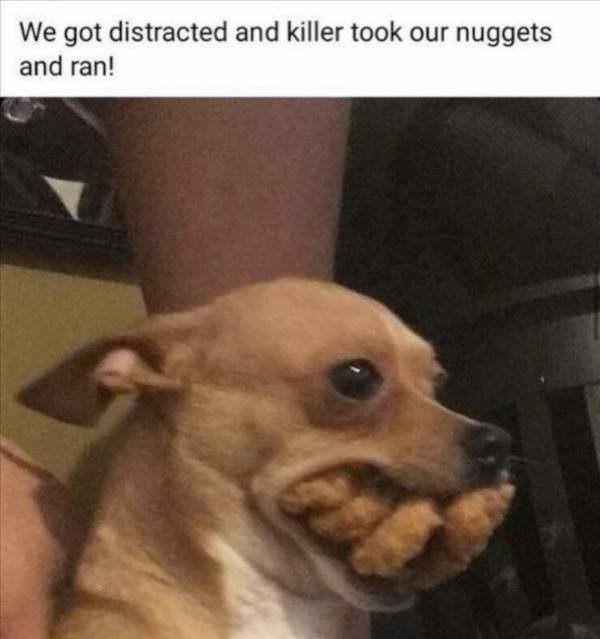 Funny Animals (36 pics)