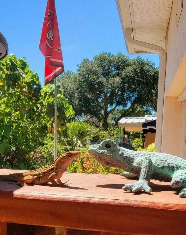 Funny Animals (36 pics)