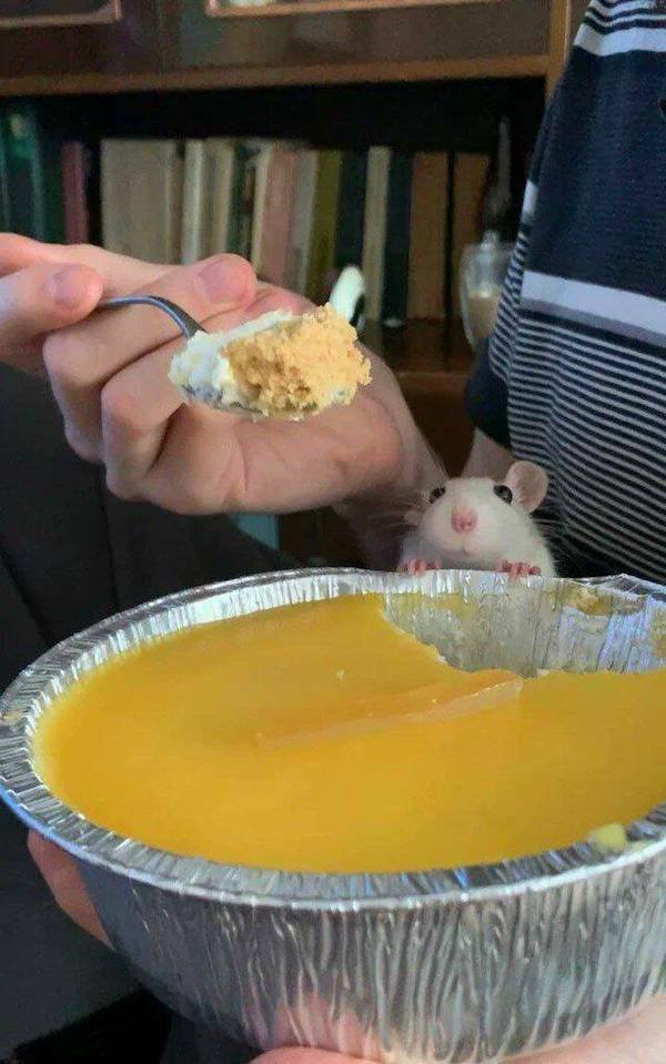 Funny Animals (36 pics)