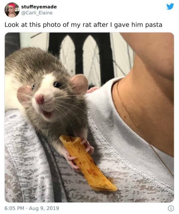 Funny Animals (36 pics)