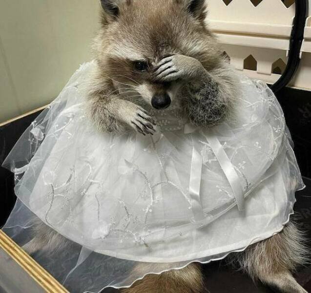 Funny Animals (36 pics)