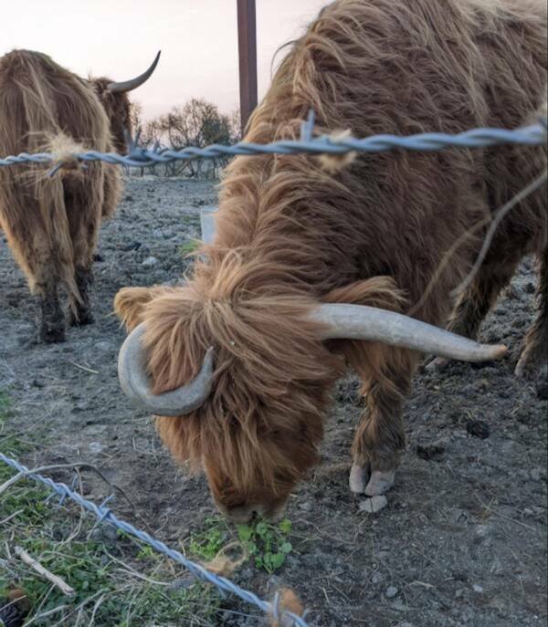 Funny Animals (36 pics)