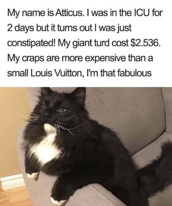 Funny Animals (36 pics)