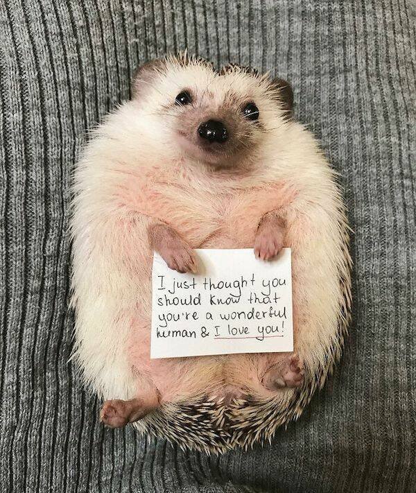Funny Animals (36 pics)