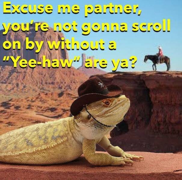 Funny Animals (36 pics)