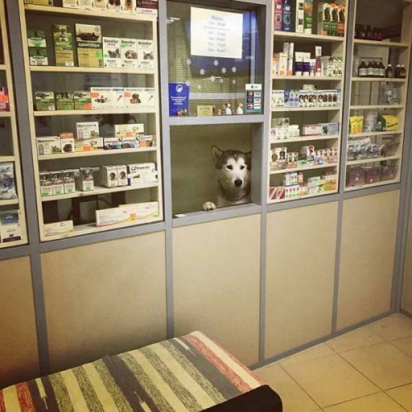 Strange Russians (44 pics)