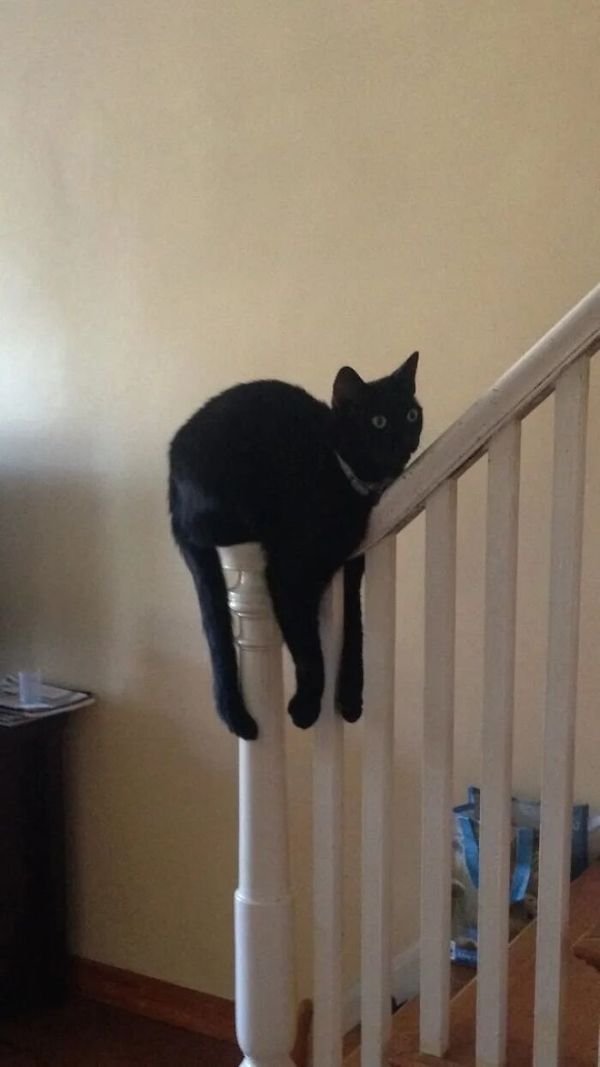 Funny Animals (56 pics)