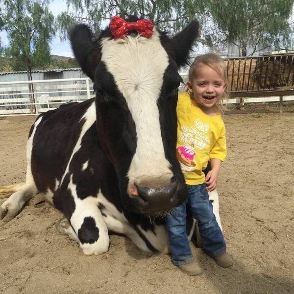 Funny Animals (56 pics)