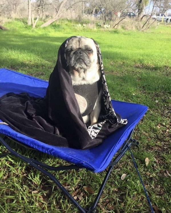 Funny Animals (56 pics)