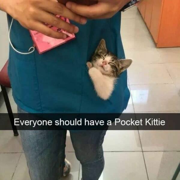 Funny Animals (56 pics)