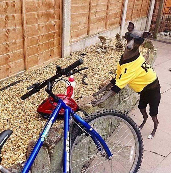 Funny Animals (56 pics)