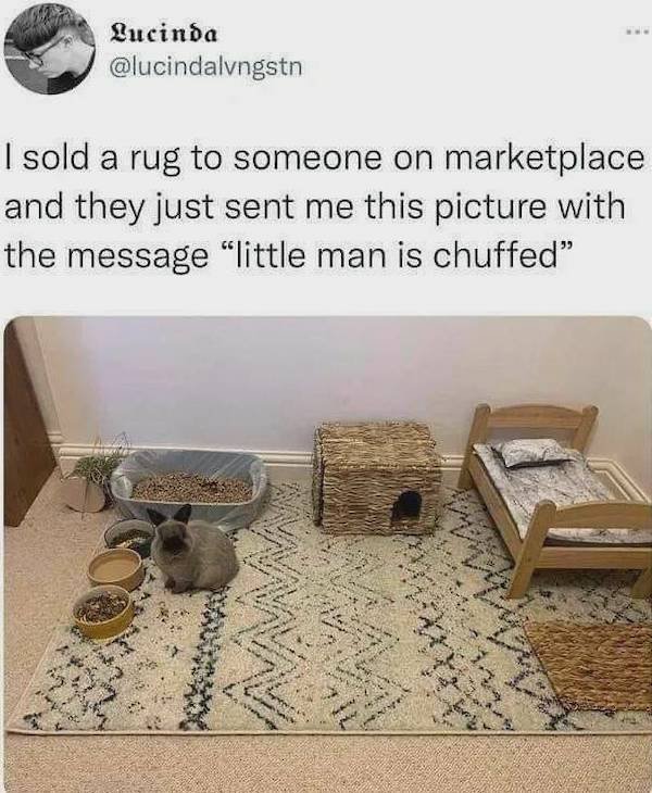 Funny Animals (56 pics)