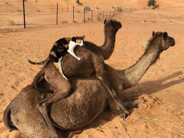 Funny Animals (56 pics)