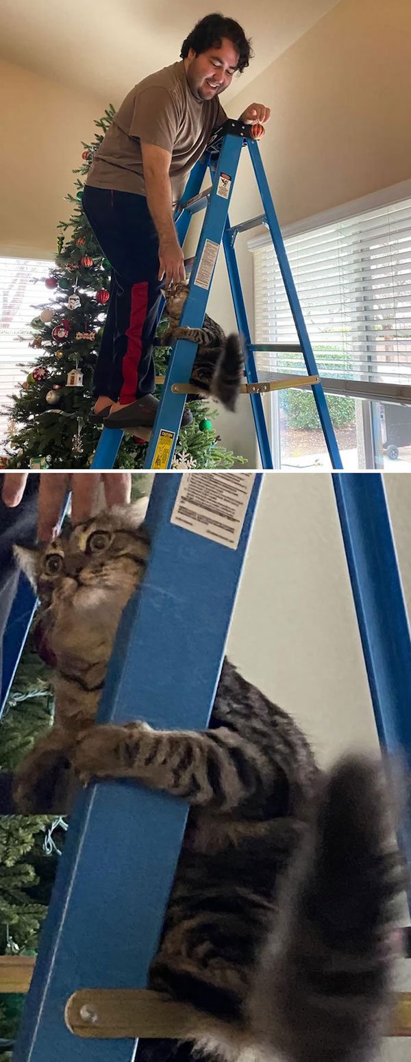 Funny Animals (56 pics)