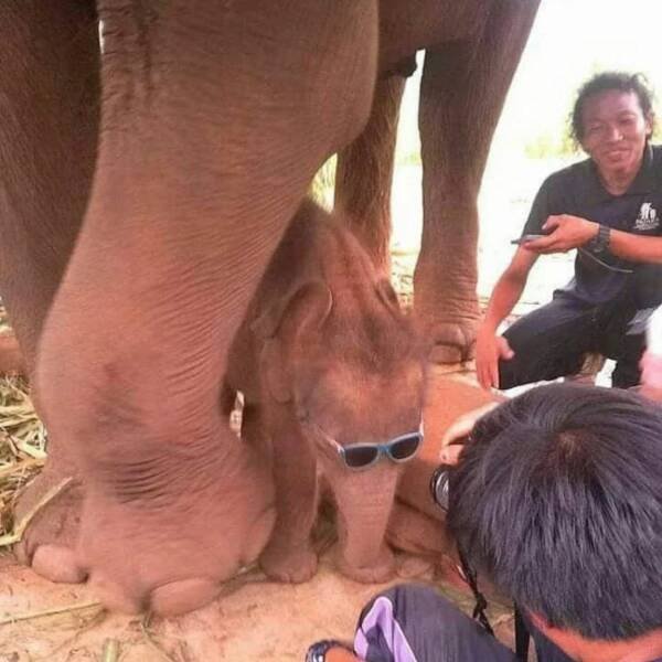 Funny Animals (56 pics)