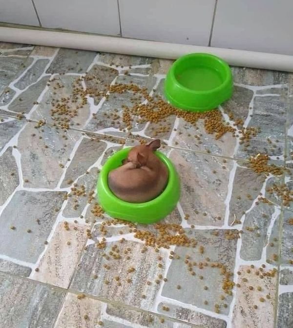 Funny Animals (56 pics)