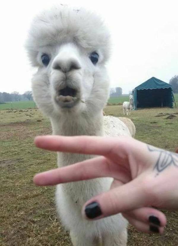 Funny Animals (56 pics)