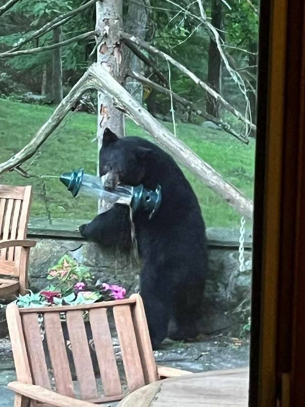 Funny Animals (56 pics)