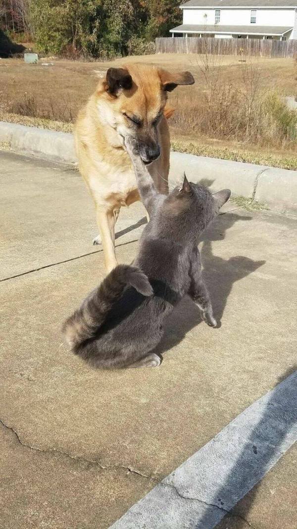 Funny Animals (56 pics)