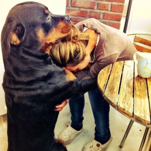 Funny Animals (56 pics)