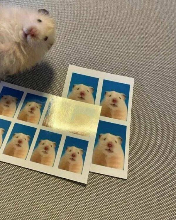 Funny Animals (56 pics)