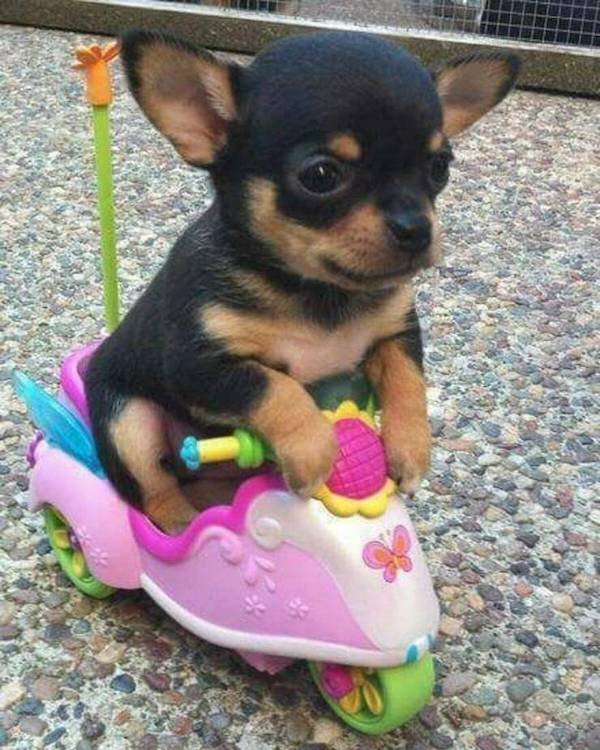 Funny Animals (56 pics)