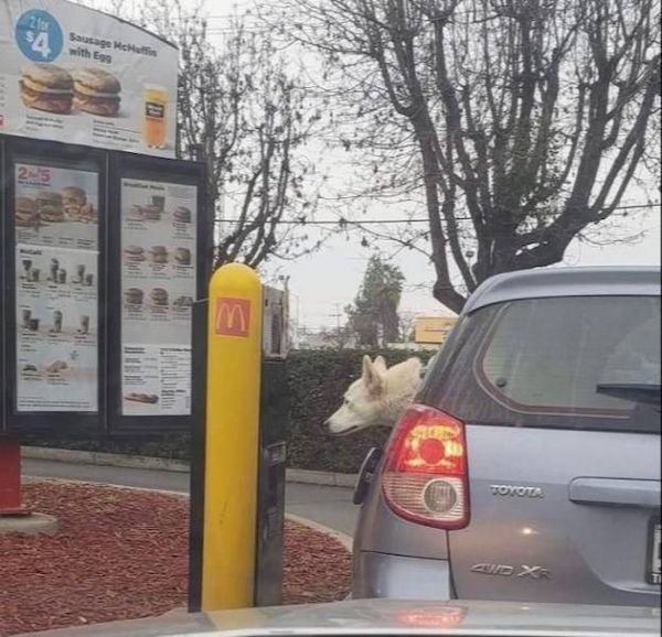 Funny Animals (56 pics)