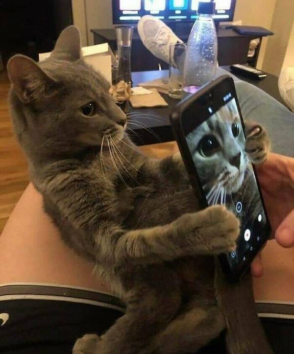Funny Animals (56 pics)