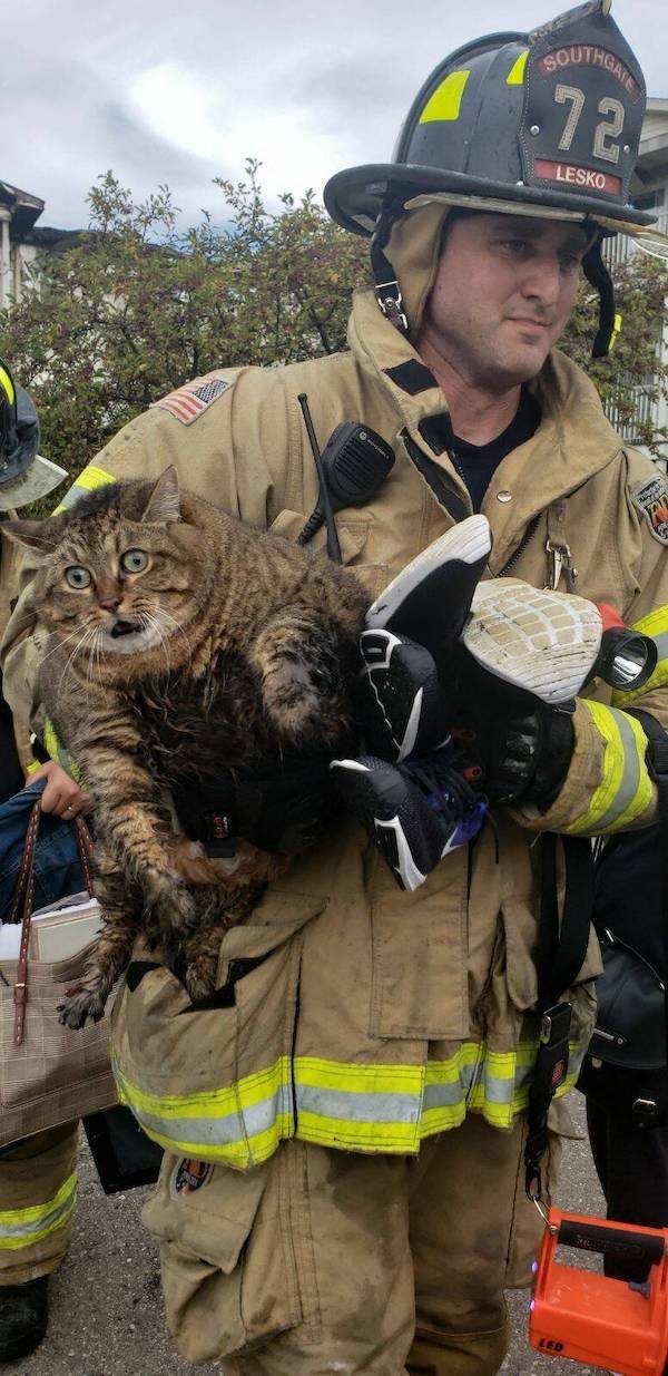 Funny Animals (56 pics)