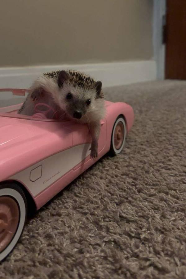 Funny Animals (56 pics)