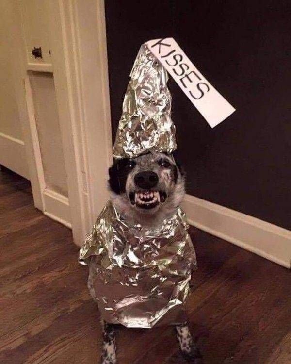 Funny Animals (56 pics)