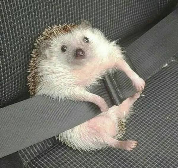 Funny Animals (56 pics)