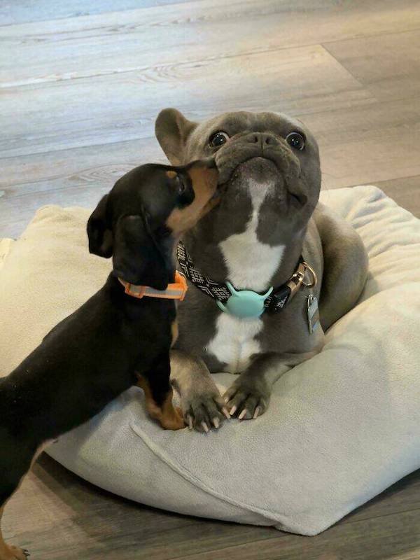 Funny Animals (56 pics)
