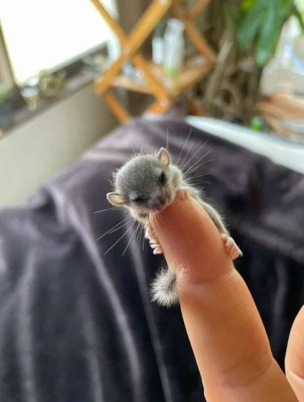 Funny Animals (56 pics)