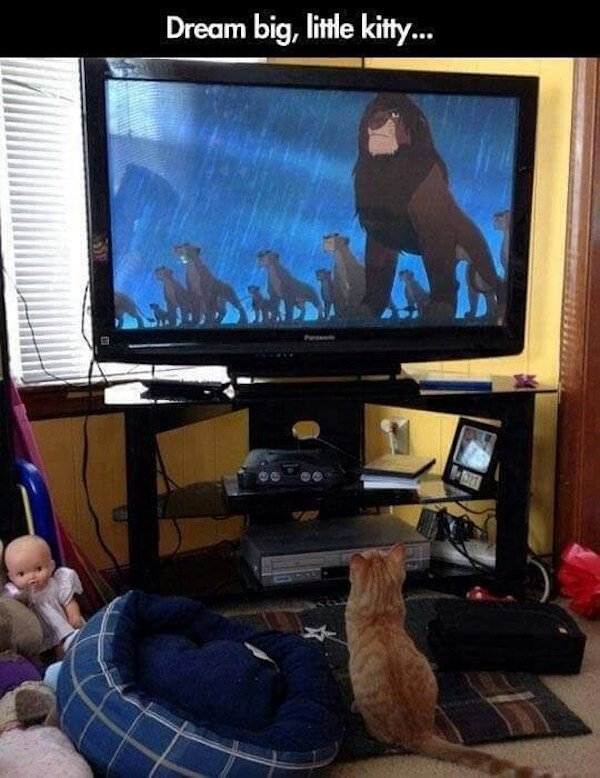 Funny Animals (56 pics)