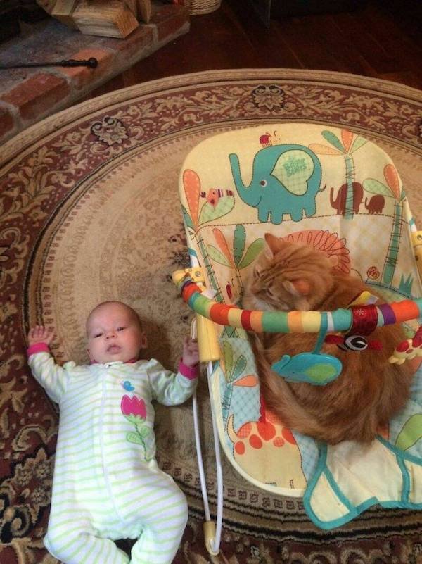 Funny Animals (56 pics)