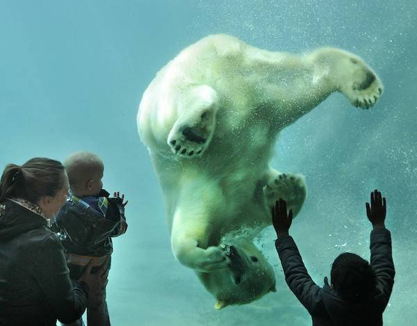 Funny Animals (56 pics)