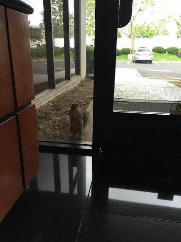 Funny Animals (56 pics)
