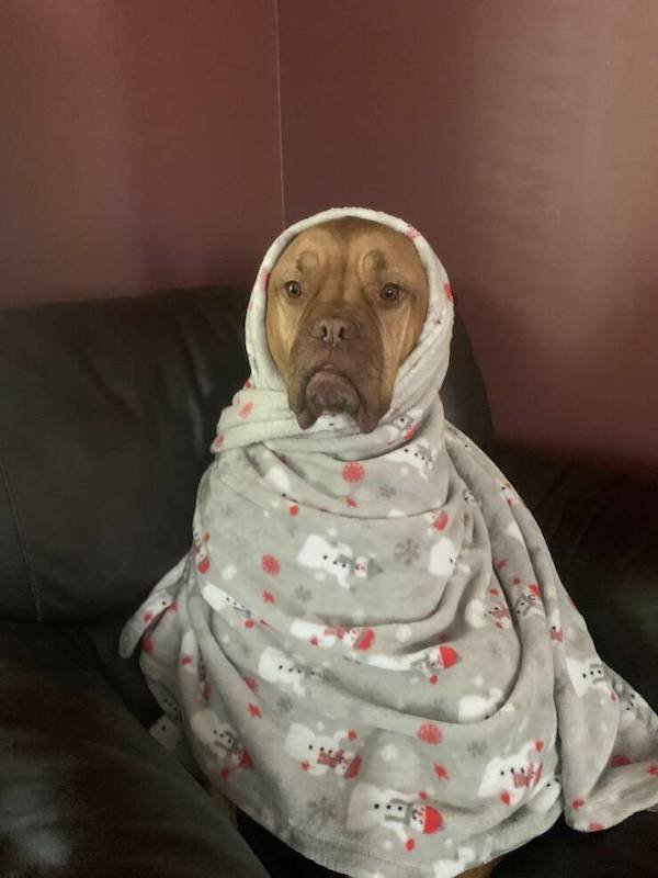 Funny Animals (56 pics)