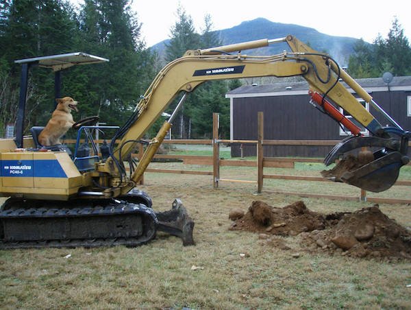Funny Animals (56 pics)