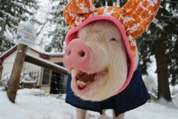 Funny Animals (56 pics)