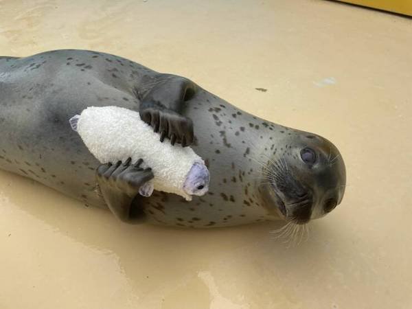 Funny Animals (56 pics)