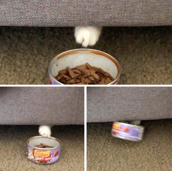 They Are Very Arrogant (22 pics)