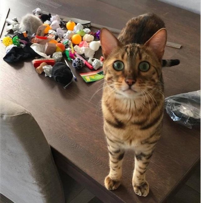 They Are Very Arrogant (22 pics)