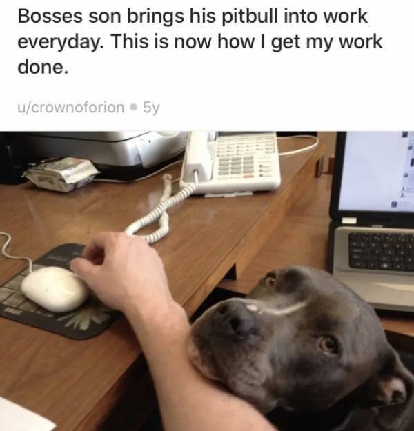 ''Angry'' Pitbulls (24 pics)