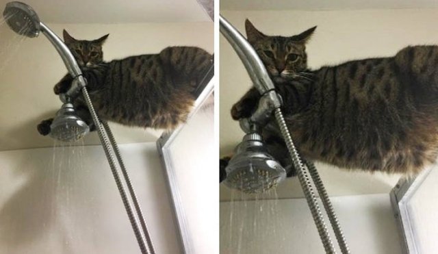 They Are Very Arrogant (22 pics)
