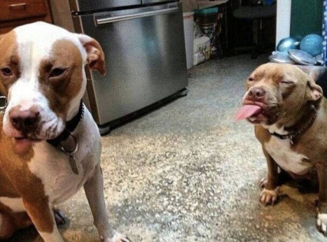 ''Angry'' Pitbulls (24 pics)