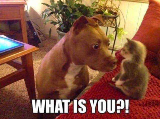 ''Angry'' Pitbulls (24 pics)