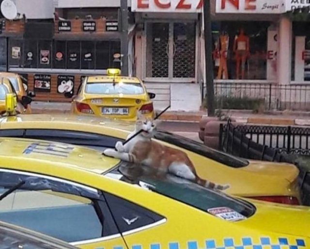 They Are Very Arrogant (22 pics)
