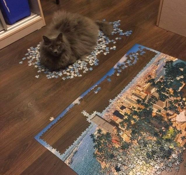 They Are Very Arrogant (22 pics)